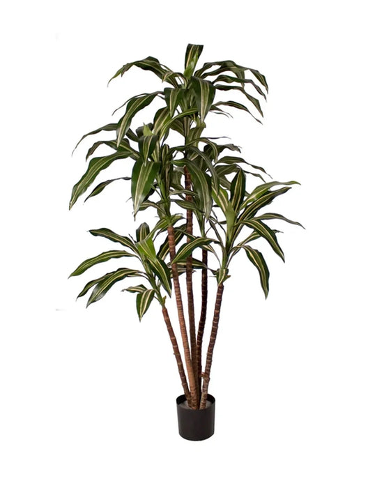 4' Dracaena Warnecki Tree