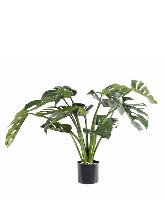 2.5' Split Philo Plant