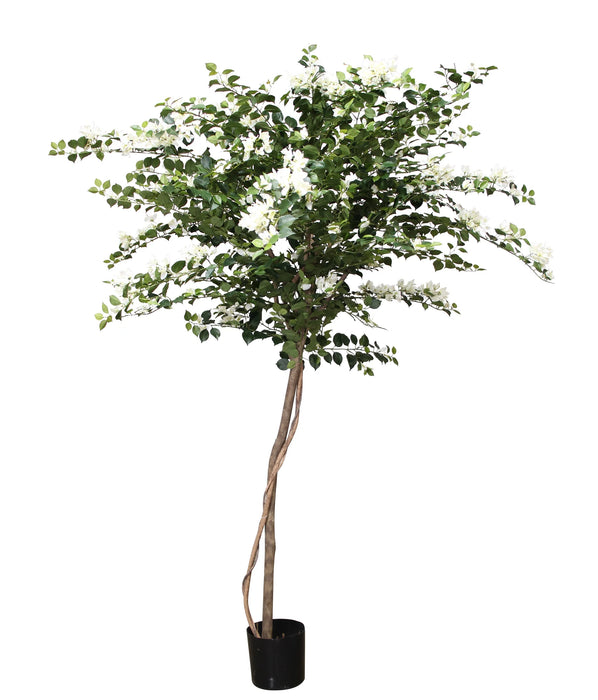 7' Potted Asian Bougainvillea Tree - White