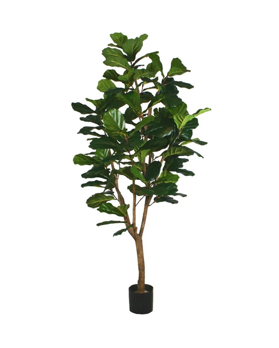 6' Fiddle Leaf Fig Tree