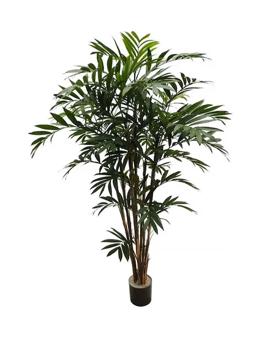 5.5' Bamboo Palm Plant