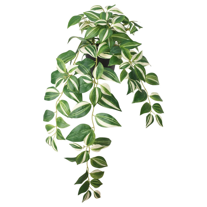 Tradescantia Zebrina Potted Plant