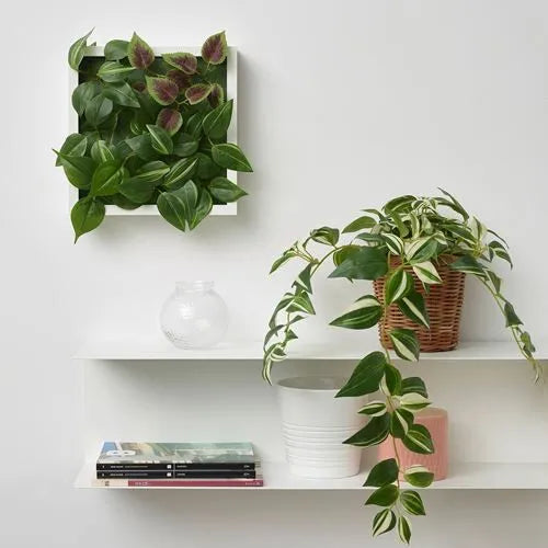 Tradescantia Zebrina Potted Plant