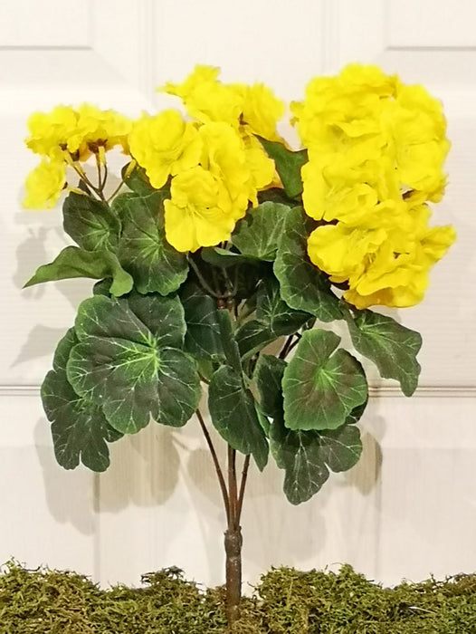 Yellow Begonia & Bloom Bush