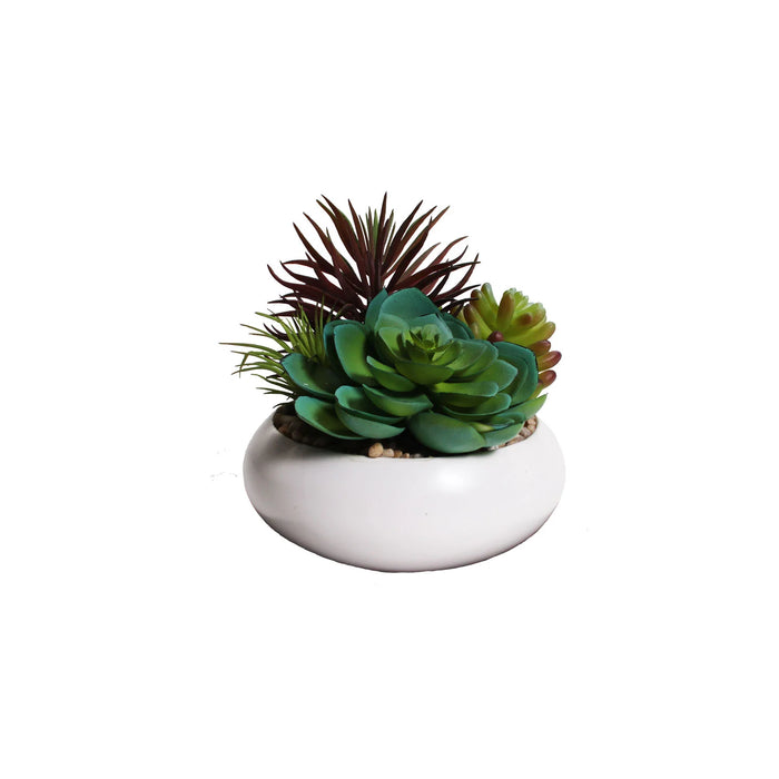 Mixed Succulents In A White Bowl
