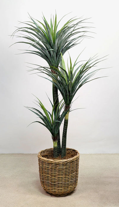 3 Branch Potted Yucca Plant