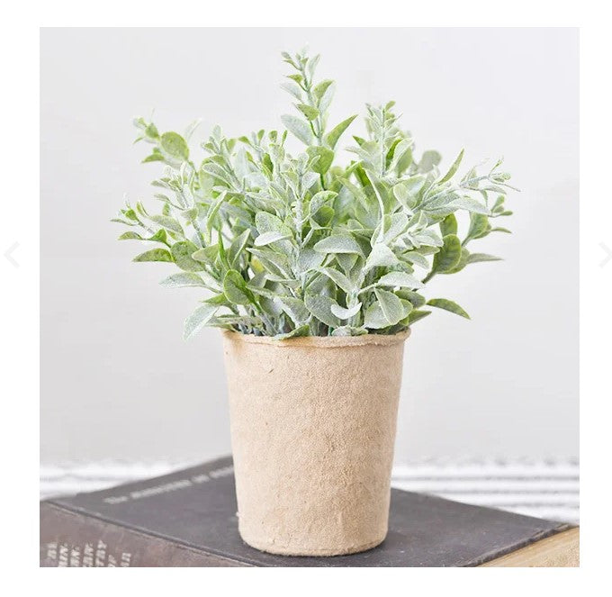 Dusty Leaf Plant In Paper Pot