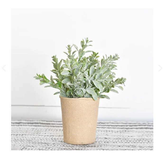 Dusty Leaf Plant In Paper Pot