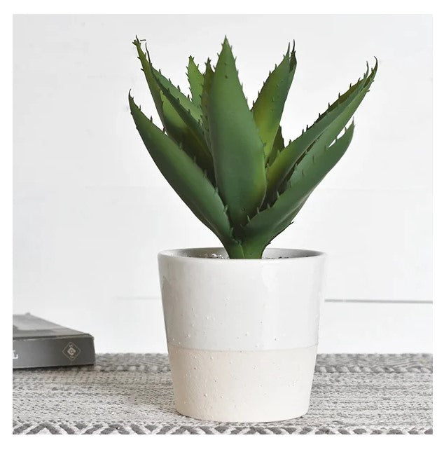 Aloe Plant In Pot