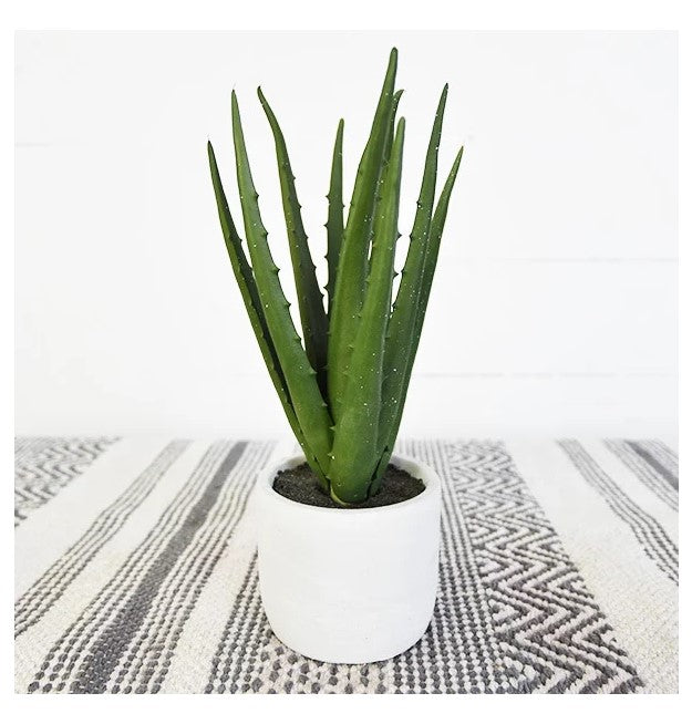 Aloe In White Pot