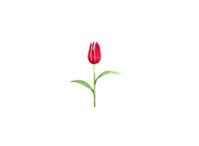 38" Giant Tulip