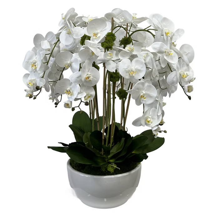 White Orchids in White Bowl