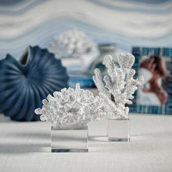 White Coral On Acrylic Base