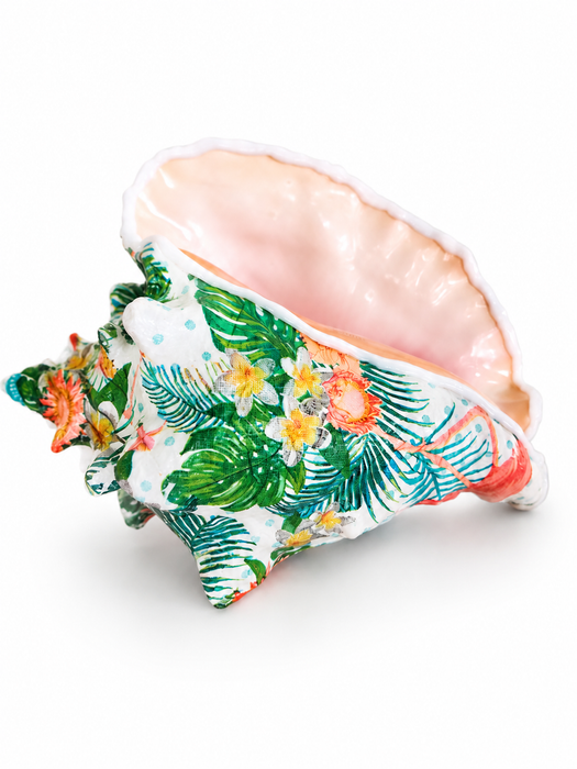 Flamingo Conch Shell