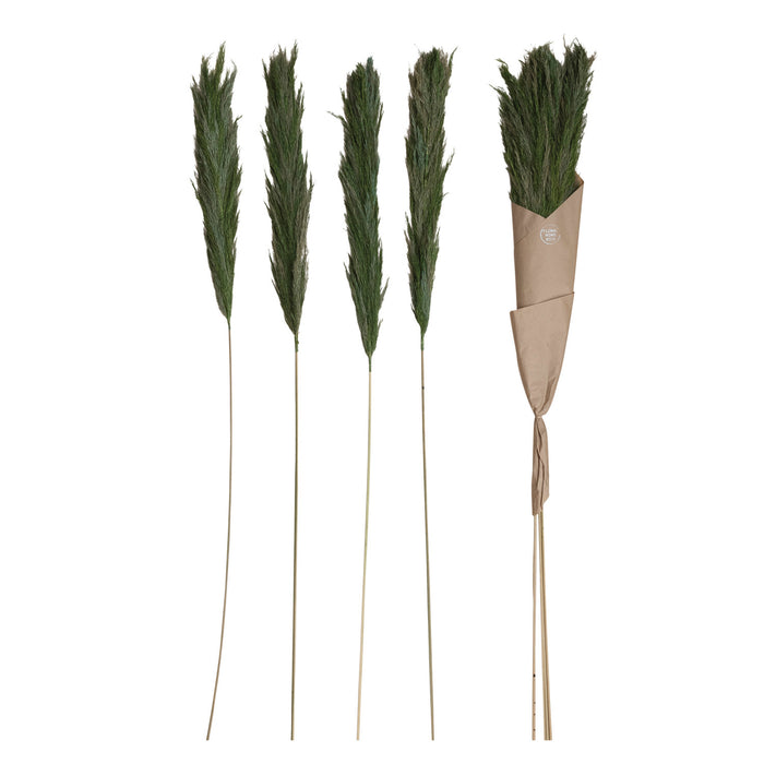 Dried Natural Velvet Grass Bunch