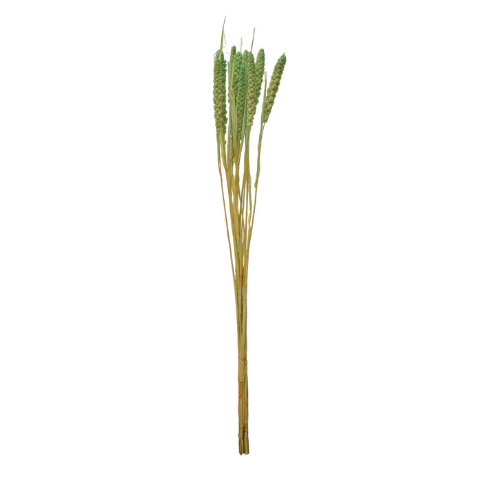 Dried Natural Foxtail Bunch