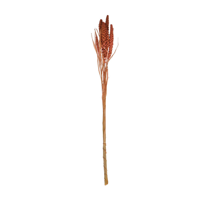 Dried Natural Foxtail Bunch