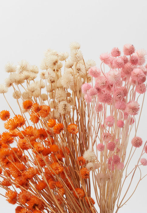 Dried Eryngium - Orange