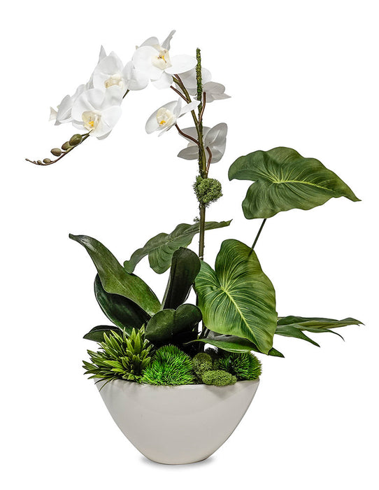 Orchid / Philo In Napa Planter
