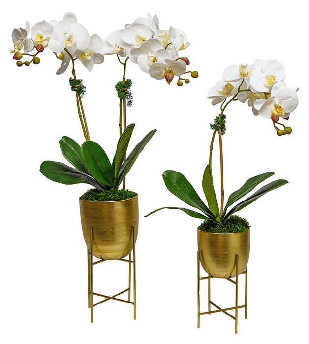 Orchids In Gold Pot w/Stand