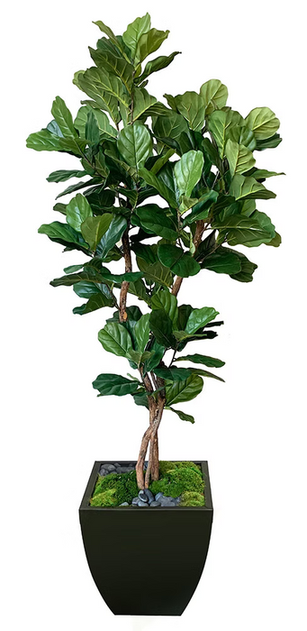 7' Fiddle Leaf Leaf Tree in Zinc