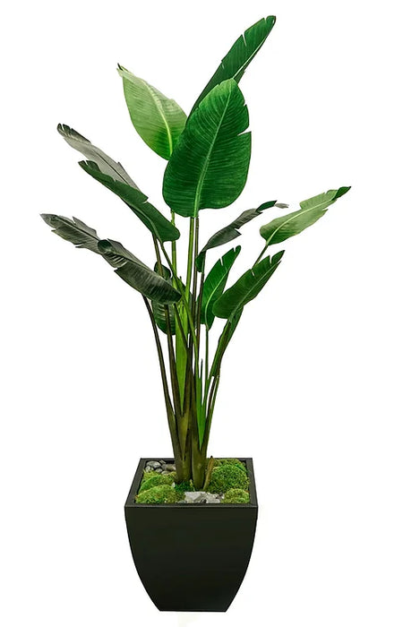 7' Bird Of Paradise Plant In Zinc Pot