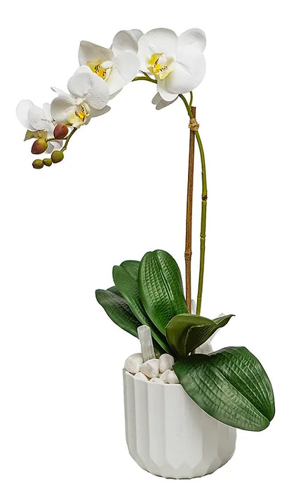 Orchid / Selenite Sticks In Pot