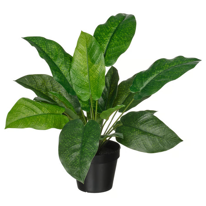 Calathea Potted Plant