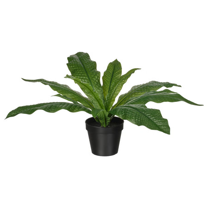 Crocodile Fern Potted Plant