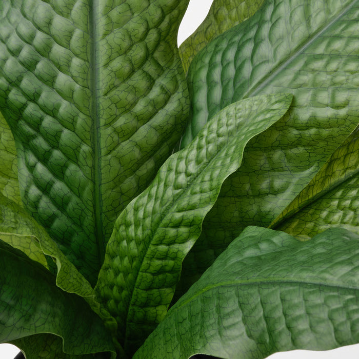 Crocodile Fern Potted Plant