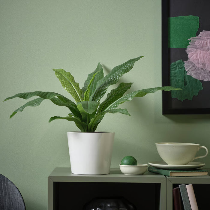 Crocodile Fern Potted Plant