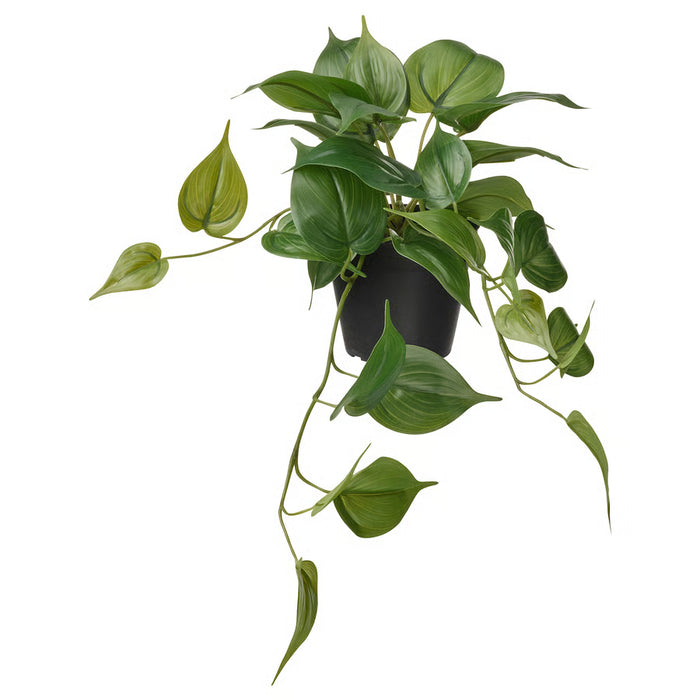 Golden Pothos Hanging Plant