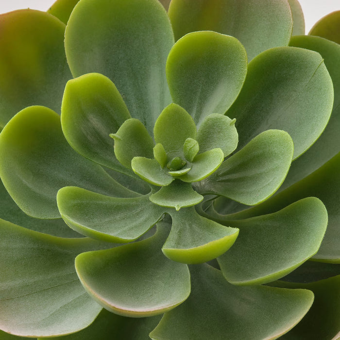 Artificial Succulent Plant - Small