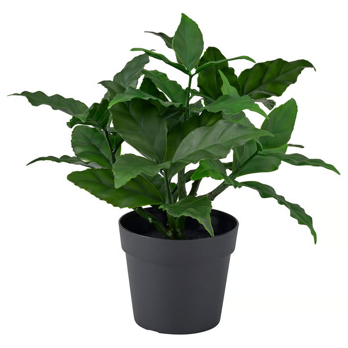 Sweet Bay Potted Plant