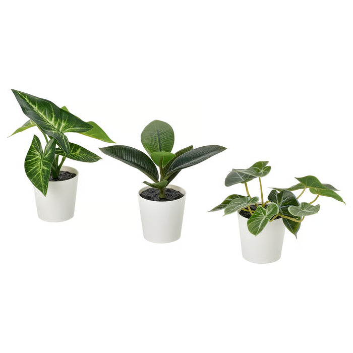 Assorted Mini Leaf Plant