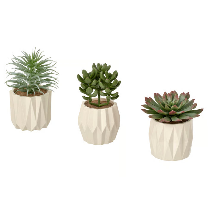 Assorted Mini Succulent Plant