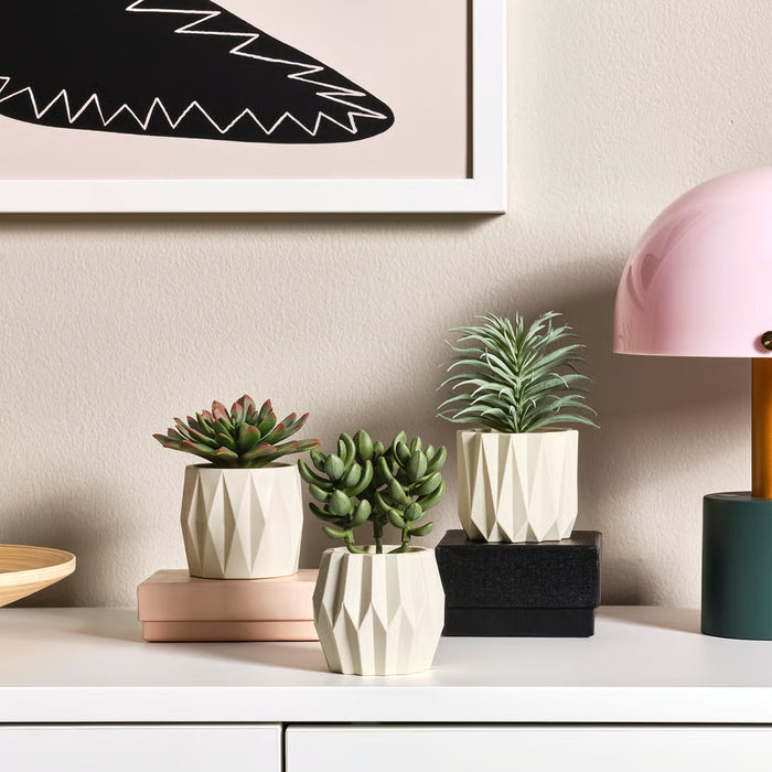Assorted Mini Succulent Plant