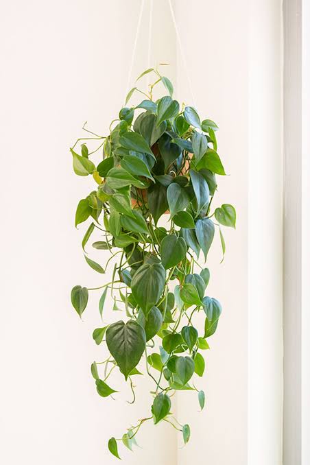 Green Hanging Plant - Assorted