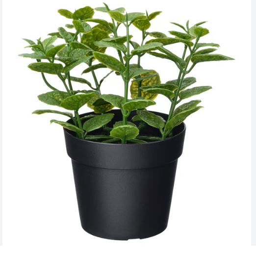 Mint Potted Plant