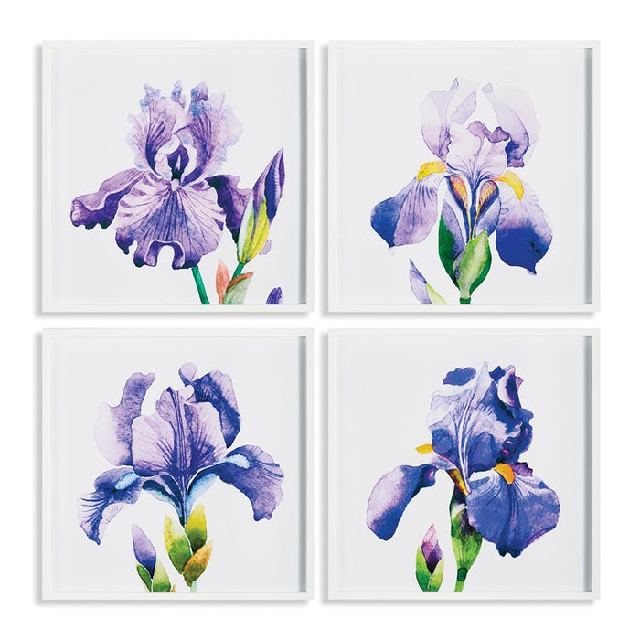 Iris Prints - Assorted