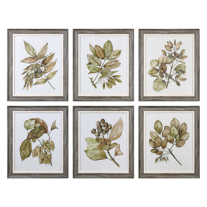 Seedlings Framed Prints