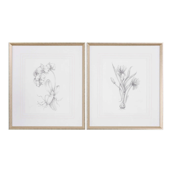 Botanical Sketches Framed Print
