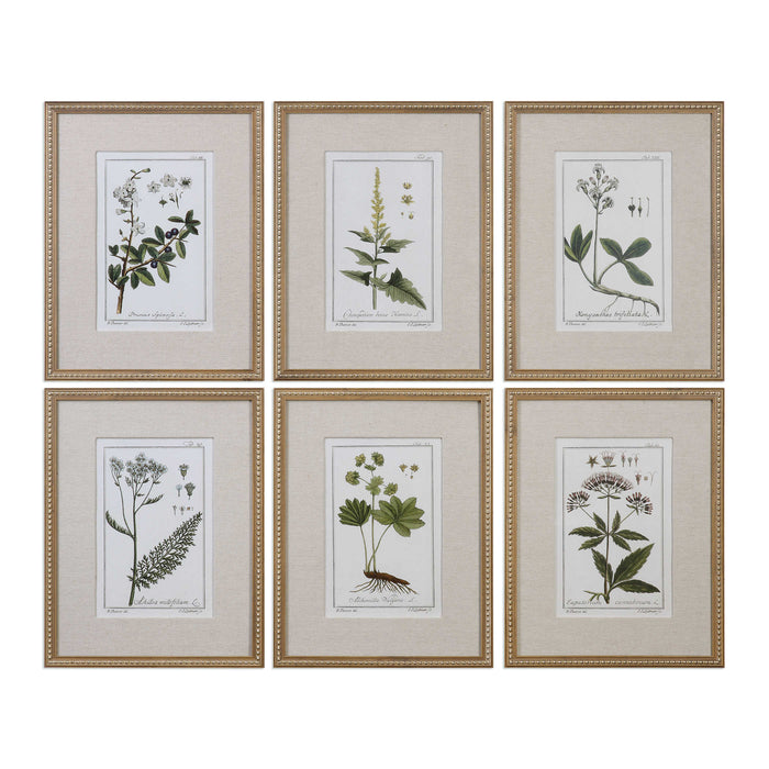 Green Floral Botanical Study Framed Prints