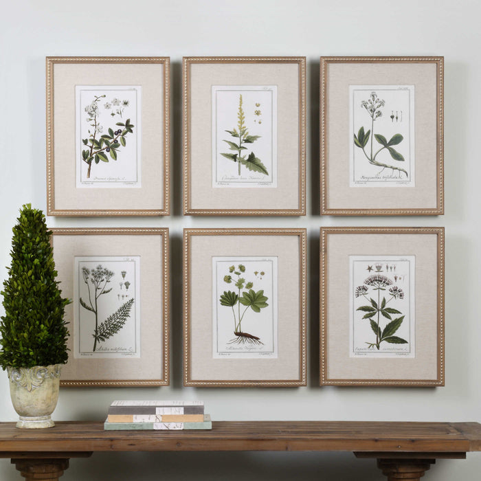 Green Floral Botanical Study Framed Prints