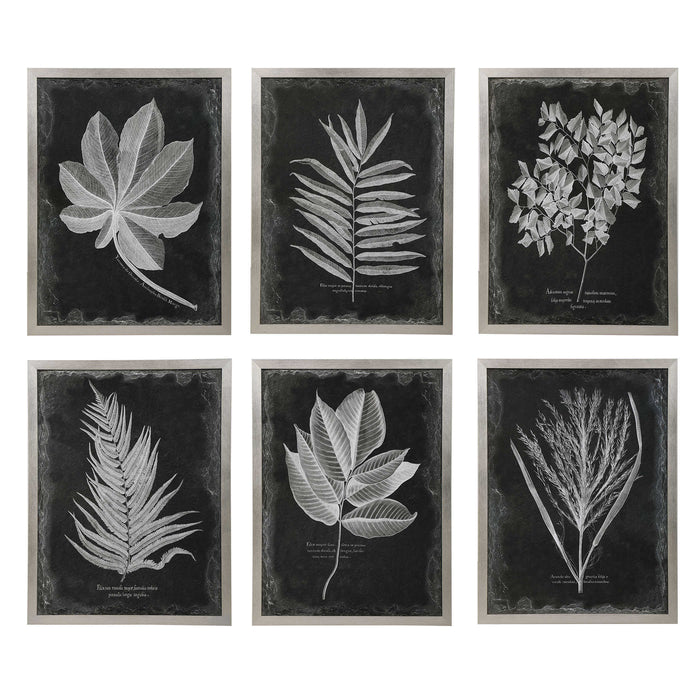Foliage Framed Prints