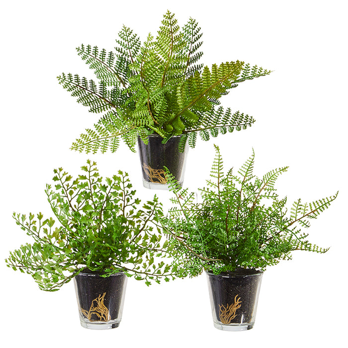 Potted Fern In Glass Vase - Assorted