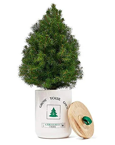 Round Christmas Tree