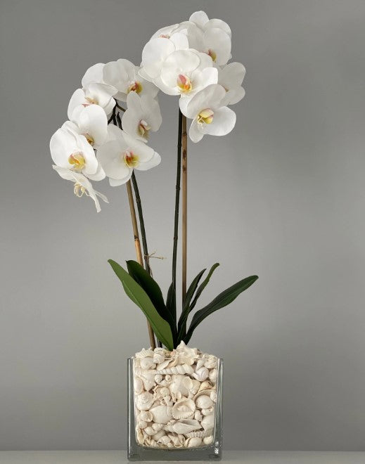 Double Orchid In 6" Cube Shells