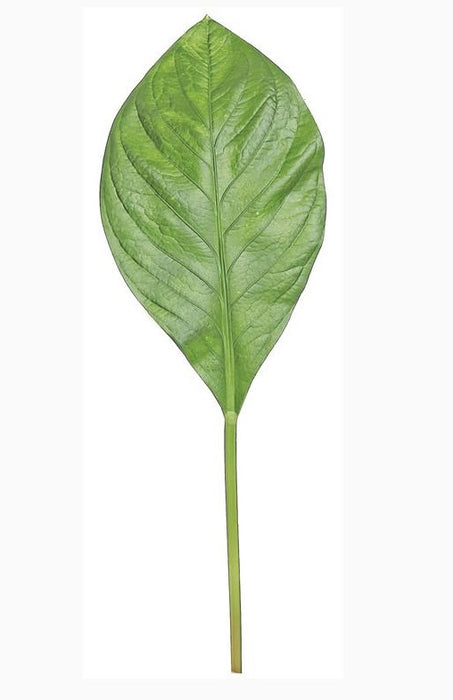 Hydrangea Leaf