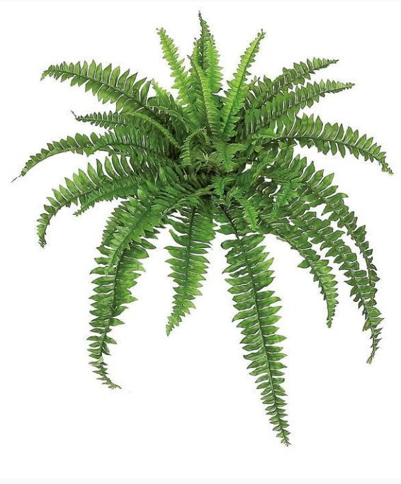 Medium Boston Fern